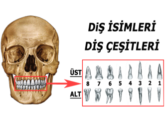 Diş İsimleri Diş Çeşitleri Diş Numaraları